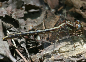 Lancet Clubtail
